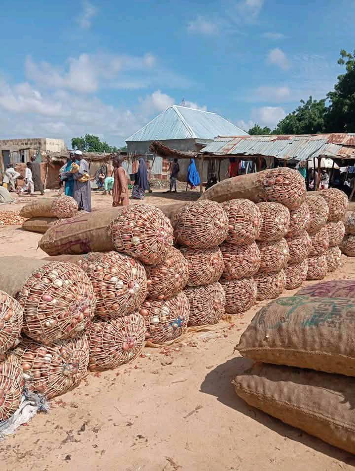 Goronyo Onion