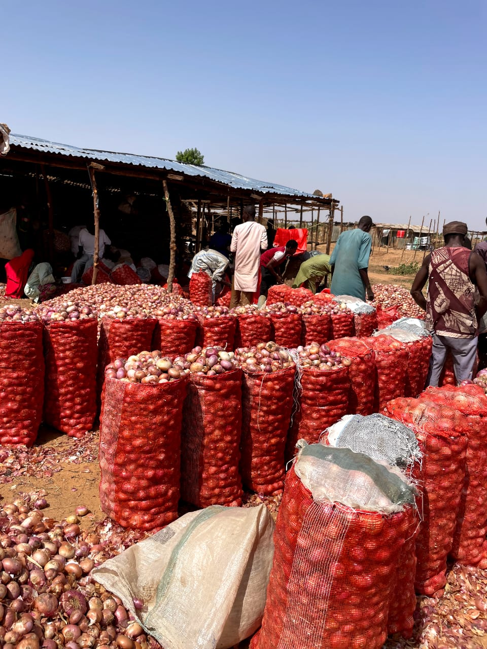 Premium Bulk Onion & Garlic Sourcing