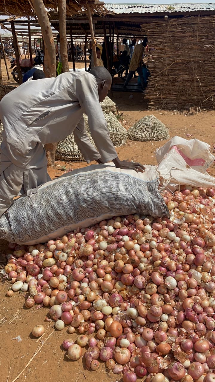 The Golden Harvest: Why Goronyo Onions Are Prime for Export